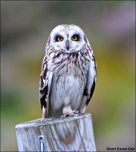 short eared owl