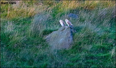 BarnOwls