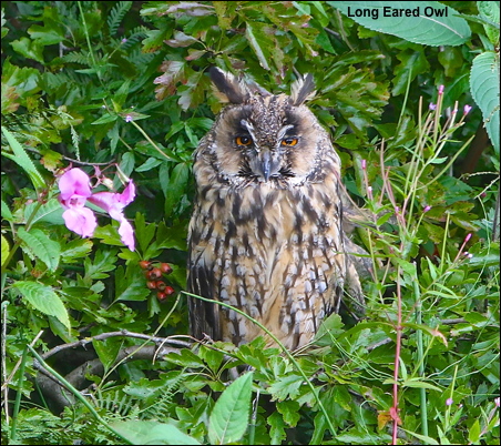 Long Eared Owl