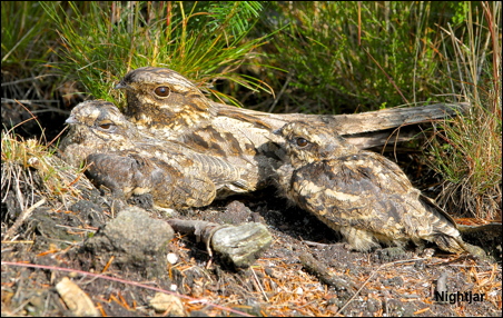 nightjar