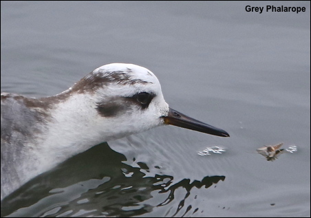 phalarope