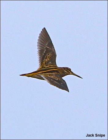 Jack Snipe