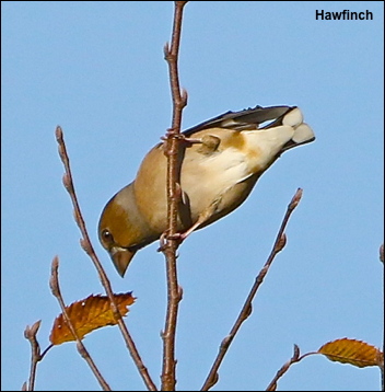 Hawfinch