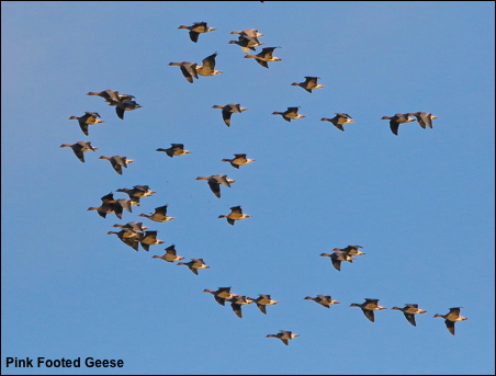 Pink footed geese