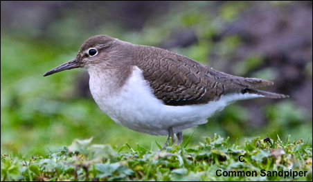 Common Sandpiper