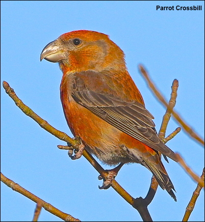 Crossbill