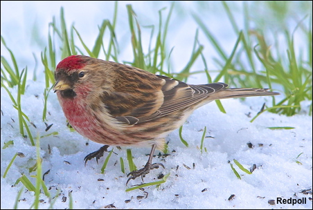 Redpoll