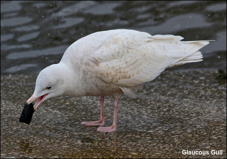 Glaucous gull