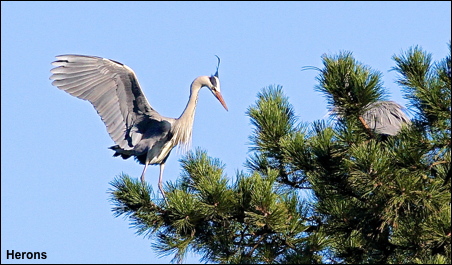 Herons