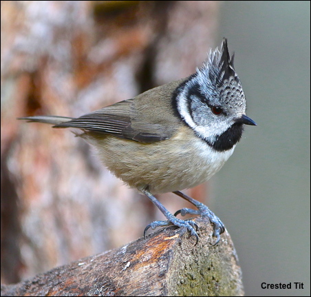 Crested tit