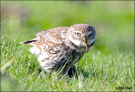 Little Owl