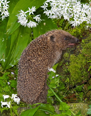 Hedgehog