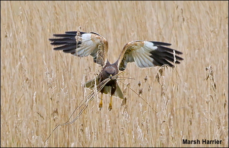 Marsh Harrier