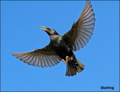 Starling