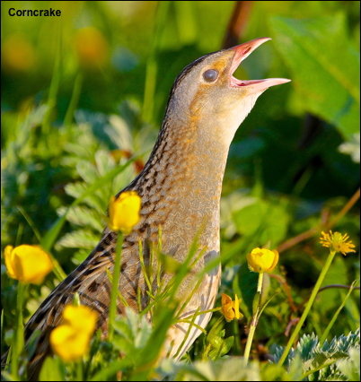 Corncrake