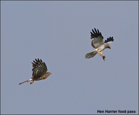 Hen Harrier