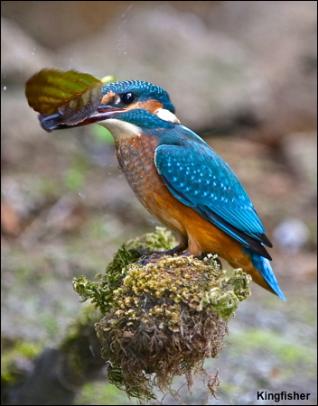 Kingfisher