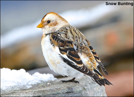 Snow Bunting