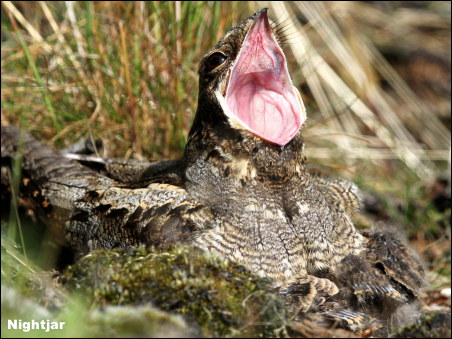 The Goatsucker - Gordon Yates